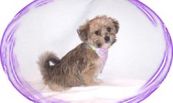 This baby girl is full of love. She is so sweet and loves everyone. She would make a great family pet. She is a Shih Tzu and Maltese mix.She is hypo allergenic and has a great non shedding hair coat.She is micro chipped. She comes with her first series of