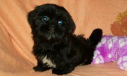 Beautiful black female Ckc reg. shih tzu pup. She is 9 weeks old, has been vaccinated and wormed. She will be aprox 11 lbs and has a wonderful temperment.