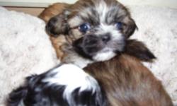 1tiny female,white & black so cute,healthcert.AKC, will be small9weeksold.call863-401-9585,other female 3months brindlecolors & potty trained, 450.00