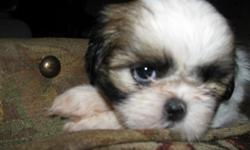 Pure shih tzu pups.......parents on site.....females $275.00......male $250.00....8 weeks old...ready for xmas.
