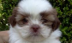 Adorable full breed shih tzu pups ready to go to a sweet loving family, 4 males 1 female, brownish and white color call me for more info (909)6340317