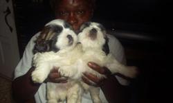 4 MALE SHIH TZU PUPPIES 7 WEEKS OLD . ICAN BE REACHED AT 318-222-7575 AFTER 4 PM