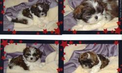 Still have three left due to bad weather. So here is your chance!
Parents here to see. Vet checked and first shots. Paper trained and
will sit on demand too! These are pure bred shih tzus.
Thank You for lookin and have a Great Christmas!
Call evenings