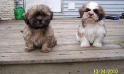registered shih tzu puppies for sale, ready to go now. One liver and white male and one solid gold female w/ black mask. All will have been wormed, vet checked and have had their first shots. The pups are being raised around our kids and other pets, both