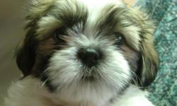 Two male Shih Tzu puppies 7 weeks old, paper trained tri-color