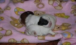 These loving little male puppies were born on Feb. 26, 2011 and are growing like little pigs. They can be registered as CKC. They already finding out what love is and will be ready for a new loving home around April 10, 2011. One of them can be yours for