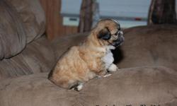 This loving little black nose Shih Tzu puppy was born on Feb. 26, 2011. She can be registered as CKC.
She can be yours for $425.00. (SPECIAL REDUCED PRICE $350.00)
If interested call Tammy at 337-410-1115 or email us at tammy at gammieslilpups.com. If you