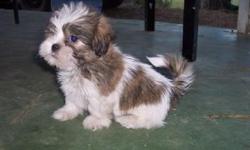 Shih tzu puppies for sale.. 350.00&nbsp;&nbsp; 8 weeks old.. UTD on all shots and wormings.. CPR registered.. Call 919-277-4222