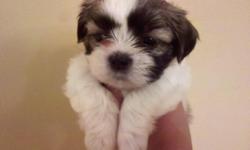 We have 3 adorable shih-tzu puppies ready to go to their new homes. Two males and one female. Two are black and white and one is white and brown. They have had their first shots, have been wormed, and had a health check by the vet. We have started potty