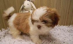 10 Shih Tzu puppies from 3 litters to chose from, butterscotch & white, chocolate, tri colored, black & white, AKC & ACA registered with full papers, males & females. 3 are spayed/nuetered $450. Possible delivery. 740-575-4994