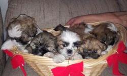 I have 3 males & 2 females AKC registered shih tzu puppies for sale they have had their first shots they are 10 weeks old and ready to go would make a great christmas present please call ()- grand junction area