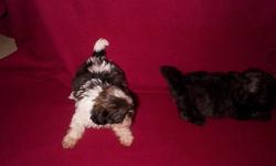 shih tzu puppies two males will be very small akc reg shots wormed vet checked e mail for more pics and info