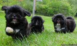 Shih-Tzu puppies AKC Very affectionate
They are all very well socialized with kids other dogs and cats They love people
2 males 1 female left
Black with white highlights
up to date on shots and dewormed AKC registered
12 weeks old born 4-28-11
I live in
