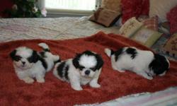Akc reg Shih Tzu Puppies 3 males, shots wormed health gurantee, parents weigh between 5 and 8 lbs. call 256-435-1496. email dinah.sexton@yahoo.com