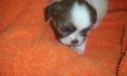 Females pure breeds, dam on site, stud in pampa tx. Females are 8 weeks old, colors: white & brown and the other is white,brown & black, they are very social and have great dispositions. They are not standards but imperials { meaning- smaller than a