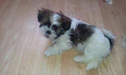 Multi color shih tzu puppies for sale ready to go now