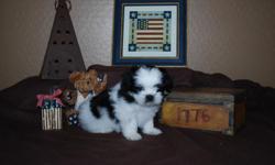 5 beautiful shih tzu puppys for sale. I have 4 males and 1 female. There seven weeks old and have their first rounds of shots. Both parents are purebreds and have their papers. I'm looking for loving families that i know my pups will be cared for and