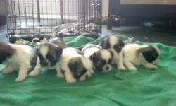 Six beautiful full breed Shih tzu puppies.
4 males and 2 females, AKC REGISTER
Born July 12,2010
Parents on site
September 6, puppies will be ready for a new home.