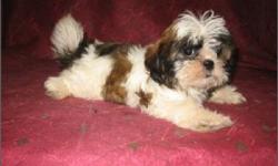 Shih Tzu Puppies For Sale South Florida. Have shots, papers, health certificate, some have microchips and all come with a free vet visit! Call (954)-452-8588 and visit www.yourpetcity.com