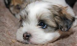 404-250-2018. I have a littler of playful M/F Shih Tzu Puppies. They are very lovable and playful. They are hypoallergenic and had their first set of vaccines and worming. They also come with a written health guarantee. They are 9 weeks old and ready for
