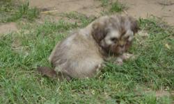 I HAVE A LIVER COLOR FEMALE SHIH TZU PUPPY. SHE ALSO HAS A LIVER NOSE. SHE IS THE LAST OF MY LITTER. SHE IS THE RUNT OF THE LITTER. MOM IS 8LB AND DAD IS 15LB. I HAVE BOTH PARENTS ON SITE. SHE IS CKC REGISTERED. SHE IS 8 WEEKS OLD. ANYMORE QUESTIONS CALL