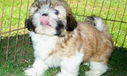 Very sweet and lovable shih tzu puppy. 10 week old male ready for loving permanent home. Has been raised in our home with our kids, other pets, and lots of love and attention. Has been to the vets for his health certificate, worming and shots . Both