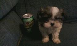 shih tzu pups two girls 1 boy ckc registered. please visit my web page www.belllinepups.com
call or text me at 478-231-7129