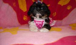 GORGOUS PURE BRED SHIH TZU PUPS, NONSHED FLUFFY COATS, SHOTS, WORMED, PEE PAD TRAINED, KENNEL TRAINED, WONDERFULL LAP BABIES, EXCELLENT TEMPERMENT, WELL SOCIALIZED DAILY WITH FAMILY, KIDS AND OTHER PETS, READY TO GO NOW, 10 WKS OLD, WILL LEAVE GROOMED AND
