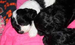 I have 2 male pups that will be ready for new homes at Christmas! Their mom is a full blooded Shih Tzu and the father is a full blooded Tea cup Poodle. &nbsp;The puppies will not have any type of registration paperwork. &nbsp;One is mostly black and the