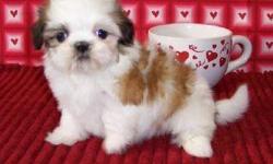Cute little purebred Shih Tzu puppy Female $599 and Male $450 available. There are 3 puppies in this litter and they should mature around 8-10 lbs. Shots up to date with full breed paperwork. Sweetness all over and sure to warm the heart of someone