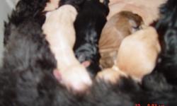 Shihpoo/Maltipoo Puppies born 8-11-2011 ... Mom is black shihpoo and Dad is white maltipoo ... both on site ... both parents about 12 pounds each ... 3 females and 1 male ... females are black, apricot and brown and Male is apricot ... will leave around