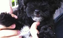 Male 9 week shih-poo puppy. black with white markings. This breed does not shed. He'll come with a kennel, food, toy and bowl. He's up to date on all his shots, heart worm and flea medications. He is extremely friendly and playful!
If interested, please