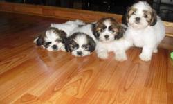 Purebred, shihtzu,4 Beautiful puppies,1 Female. 3 males...that were born july,the 2nd, and all ready for their new homes, first shots,Dwormed, vet cked , playful, energetic puppies ,call, for more imf, (509)305-0599,,,ask, for, teresa,