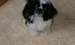 This is Our ShihTzus , They are beautiful Black and white
Two Boys and one Girl
potty pad trained
learning to use doggy door also
DOB 4-7-11
CKC registered Puppy shots, worming Should be around 10 lbs grown.
FREE PUPPY KIT
$250. Boys $300. GIRL
