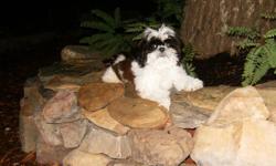 This is Our ShihTzu's , > They are beautiful Black and white>
Two Boys and one Girl
DOB 3-7-11
CKC registered Puppy shots, worming Should be around 10 lbs grown.
FREE PUPPY KIT
$300. - $350.
256-282-4306