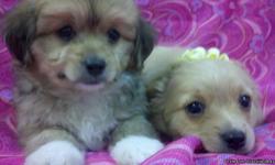 CUTE! FLUFFY, MALES, SOFT SABLE AND APRICOT CREAMS! 11 WEEKS, HOME RAISED, TRAINED, SWEET AND QUIET PUPPIES!&nbsp;&nbsp;
12001 FIRESTONE NORWALKCA. 90650&nbsp;&nbsp; 562 863-3059&nbsp; MUST SEE!&nbsp;&nbsp; TERI POOS, 11 WEEKS, APRICOTS, $100.00 TO