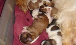 Adorable Shihtzu puppies, multicolored, CKC, Will be ready to go home end of January. Males, $375, Females, $475. Taking deposits now! Contact me at 561-433-2003 or e-mail hlopshire@yahoo.com or check out my web site: WWW.klspuppies.com