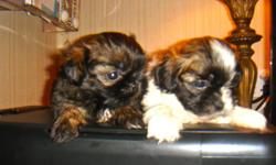 Shihtzu Puppies CKC very Tiny Females, Will be small as adults, 1lb at 8 weeks, Females $375 born 7-30-11 can go home now, call 229-242-5699 email hlopshire@yahoo.com also check out web site www.klspuppies.com
