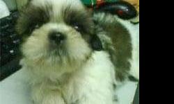 shihtzu puppies with brown and black around eyes. mom is a pure bred tea cup shihtzu and dad is a pure bred albino shihtzu.&nbsp; puppies do not shed and are long hair. very cute. please call -- or --