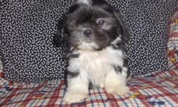 Last baby shihtzu left born on 12-9-10 and is ready for his new home now . He is up to date on shots and worming . He comes with CKC papers and some extras to get him started in his new home . mom and dad are on site . If interested please call Heather @
