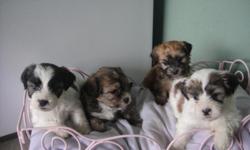 shihtzu puppys ready for july 18 only got 1 female & 4 boys left price $350 call 786-299-7619 naples estate thankyou