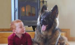 Come to our website firesideshilohs.com to see our Ultimate family dogs. Shiloh Shepherds are a rare breed that is similar in temperament and structure to the great German Shepherds we grew up with as kids, except bigger and healthier. We Expect large,