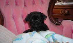 READY FOR VALENTINES DAY! THE PERFECT GIFT !!!!! We have male and female shipoo puppies. These puppies are very loving and so precious, they love to be held and are very gentle. These puppies do not shed, They are home raised. They are ready for new