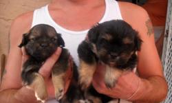 There are 5 left 3 females 2 boys call me at 305 766-4613