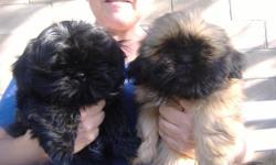 Two Male Shitzu pups
One, black colored Shitzu pup
One, Cinnamon colored Shitzu pup
received their first shots
Have paper work,