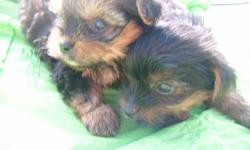 i have shorkie babys ckc and cute as they can be.
they are shorkies {shihtzu & yorkie} and are going to be small
they have been wormed 3 times since birth at 2,4,6,wks old and shots at 6wks old and are 8 wks old now and ready to go
there is a boy and a