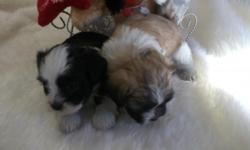 Shorkie pups ready dec 20th.Simply adorable!!! will be vet ckd,shots,dewormed .Will hold for x-mas.For more picks and info. please conact me or email.[pd00302} --