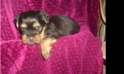 We have a litter of Shorkie puppies available on New Years weekend, there are 3 female and 2 males. We expect them to weigh 7-8 lbs as an adult. They playful and get along well with our other puppies. Shorkies are a very popular designer cross between