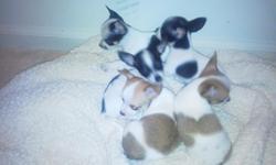 These Chihuahua puppies were born 30 May 2011 and although they are cute and adorable and I would def like to keep them all, unfortunately they need a new home. I have 2 males (1 blk/white & 1 tan/white) and 2 females (blk/white). I also have an 8 mth old