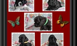 I HAVE A BEAUTIFUL LITTER OF EXCELLENT QUALITY AMERICAN COCKER SPANIEL PUPPIES, BOTH PARENTS ARE CHAMPION SIRED, IF YOU ARE LOOKING FOR BEAUTY , HEALTH AND A GREAT TEMPERAMENT IN YOUR NEW PUPPY, ONE OF THESE BABIES JUST MAY BE FOR YOUR. COLORS IN THIS